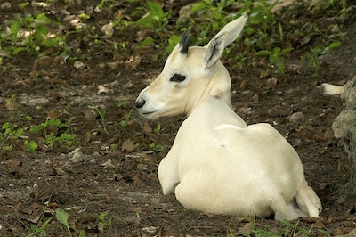 bebe oryx d'arabie, mammifere herbivore, extinction, disparition
