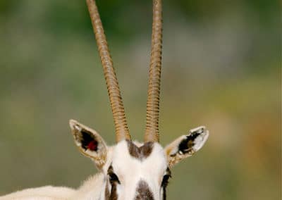 oryx d'arabie, animal, mammifere herbivore, extinction, disparition