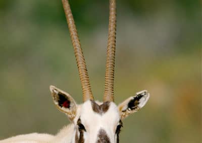oryx d'arabie, animal, mammifere herbivore, extinction, disparition