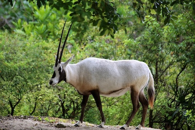 oryx d'arabie, animal, mammifere herbivore, extinction, disparition