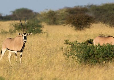 oryx beisa, animal, mammifere herbivore d'afrique, bovidé