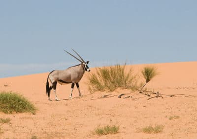 oryx gazelle, gemsbok, animal, antilope, mammifere herbivore d'afrique