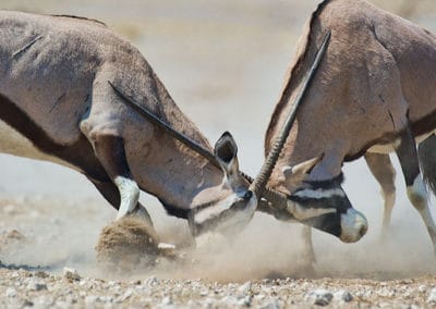 combat de 2 oryx gazelle, gemsbok, animal, antilope, mammifere herbivore d'afrique