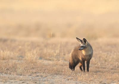 otocyon, renard a oreilles de chauve-souris, mammifere d'afrique