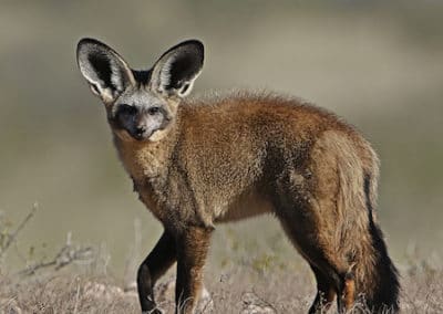 otocyon, renard a oreilles de chauve-souris, mammifere d'afrique