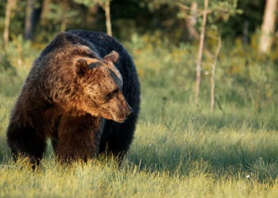 ours brun, ursidé, mammifere omnivore d'amerique du nord, Europe, russie