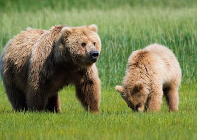 ours brun, ursidé, mammifere omnivore d'amerique du nord, russie, Europe - Instinct animal