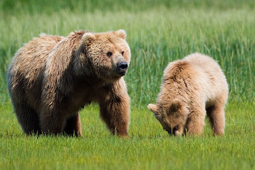 Caractéristiques et description de l'Ours brun