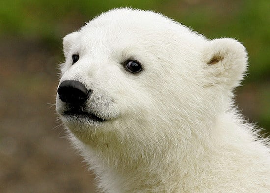 bebe ours polaire, ourson blanc, mammifere omnivore regions arctiques, banquise - Instinct animal