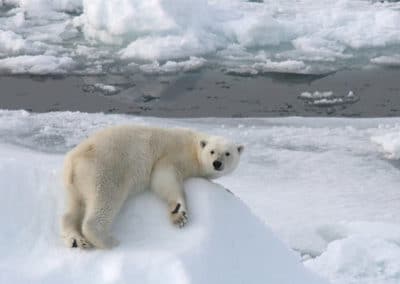 ours polaire, blanc, mammifere omnivore regions arctiques, banquise - instinct animal