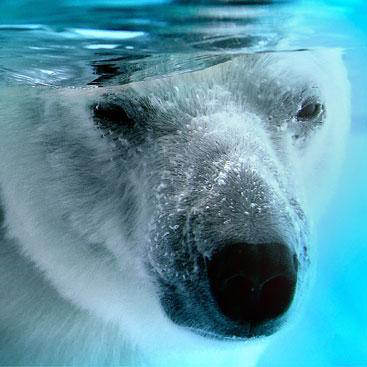 Ours polaire au zoo de La Palmyre, ours blanc - instinct animal