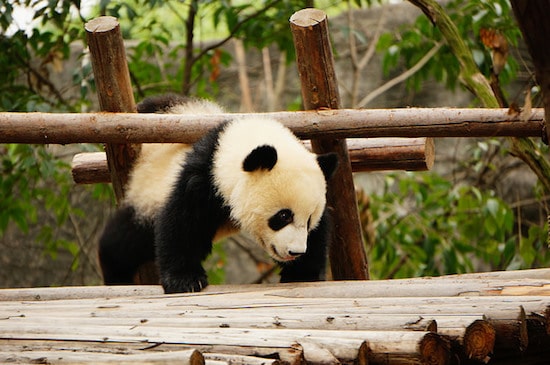 bebe panda geant, symbole, mammifere carnivore de chine - Instinct animal