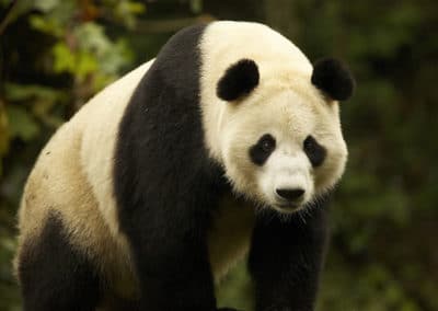 panda geant, symbole de la conservation des espèces menacées, mammifere de chine - Instinct animal