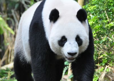 panda geant, symbole de la conservation des espèces menacées, mammifere de chine - Instinct animal