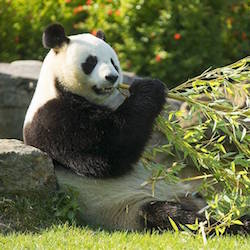panda geant au zoo de Beauval - instinct animal