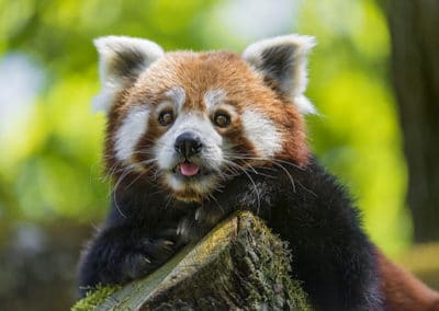 panda roux, rouge, mammifere carnivore d'asie, menacé de disparition - Instinct animal