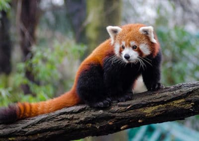 panda roux, rouge, mammifere carnivore d'asie, menacé de disparition - Instinct animal