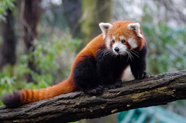 panda roux, rouge, mammifere carnivore d'asie, menacé de disparition - Instinct animal