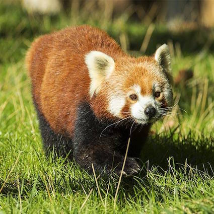 panda roux au zoo de Beauval - Instinct animal