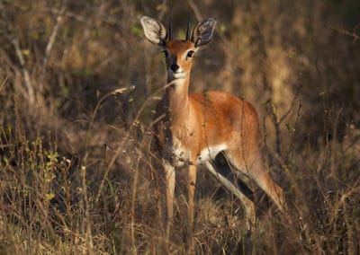 raphicere champetre, steenbok, male, mammifere herbivore d'afrique