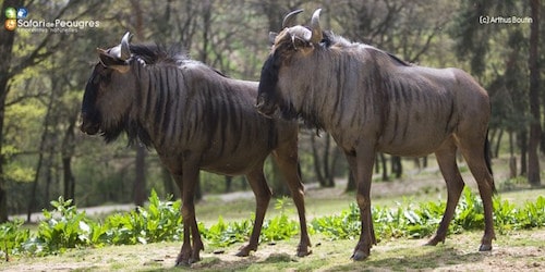 Gnou au zoo safari de Peaugres, parc zoologique - Instinct animal