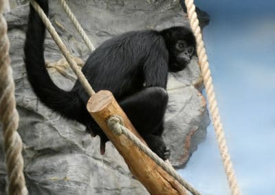 singe araignee a tete brune, atele, animal, primate, amerique centrale en danger d'extinction