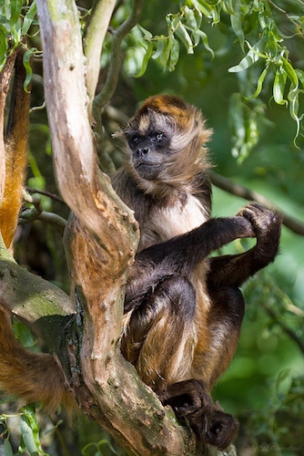singe araignee aux mains noires, animal, primate, amerique centrale en danger d'extinction