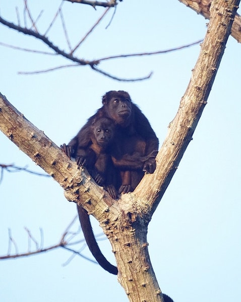 bebe singe hurleur a manteau avec sa mere, primates, amerique centrale