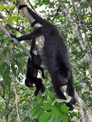 bebe singe hurleur du guatemala avec sa mere, primates, singes du nouveau monde