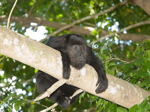 singe hurleur du guatemala, primate du nouveau monde, amerique centrale, danger d'extinction