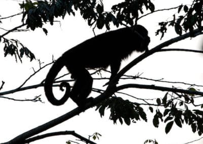 singe hurleur du guatemala, primate du nouveau monde, amerique centrale, danger d'extinction