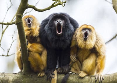 singes hurleurs noirs, primate, amerique du sud, hurlement, cris