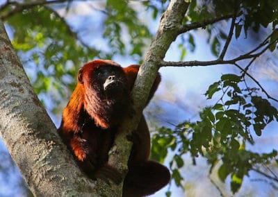 singe hurleur roux, primate, amerique du sud, hurlement, cris, nouveau monde