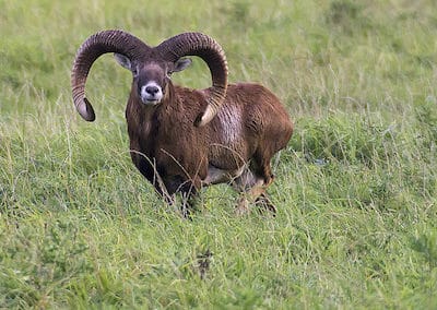 urial, mouflon oriental, mammifere herbivore d'asie centrale, cornes