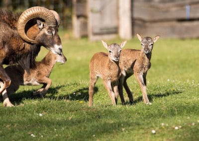 urial, mouflon oriental, mammifere herbivore d'asie centrale, cornes