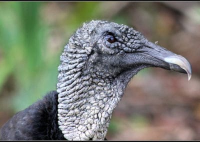 urubu noir, vautour noir, oiseau de proie d'amerique, bec crochu