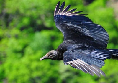 urubu noir, vautour noir, oiseau de proie d'amerique, bec crochu