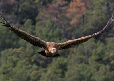 vautour fauve, griffon, oiseau charognard, pyrénees, causses