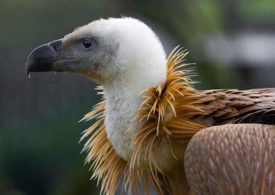 vautour fauve, griffon, oiseau charognard, pyrénees, causses