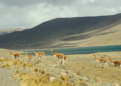 la vigogne, mammifere herbivore, camélidés d'amerique du sud, cordillière des andes