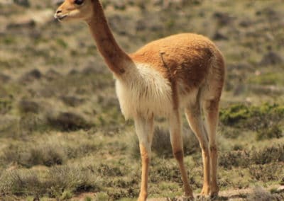 la vigogne, mammifere herbivore, camélidés d'amerique du sud, cordillière des andes