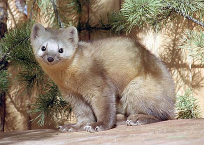 zibeline, martre, petit mammifere carnivore, mustélidé