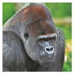 gorille de l'ouest au zoo d'amneville - Instinct animal