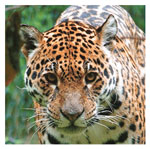 jaguar au zoo d'amneville, felin amerique du sud - Instinct animal