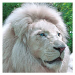 lion afrique au zoo d'amneville - instinct animal