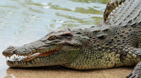 Crocodile du Nil au zoo de La Barben, parc zoologique - Instinct animal