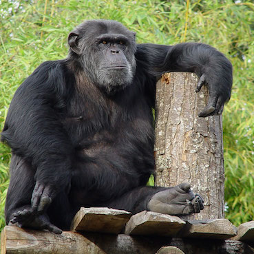 Chimpanzé au zoo de la Flèche, parc zoologique - Instinct animal