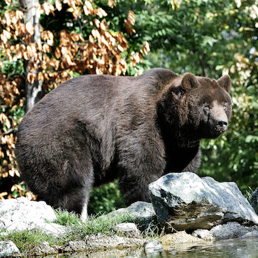 Grizzli ou grizzly au zoo de la Flèche, parc zoologique lodges - instinct animal