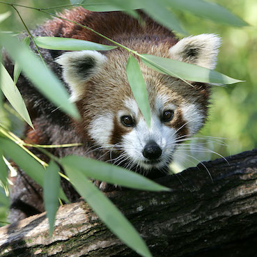 panda roux, zoo de la Flèche, parc zoologique - instinct animal 
