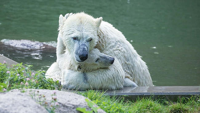 Ours polaire, ours blanc au zoo de Mulhouse, parc zoologique et botanique - Instinct animal